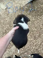 Boy 2, a male Beagle for sale in Bishopville, SC – Photo 2 of 2