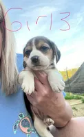 Girl 3, a female Beagle for sale in Bishopville, SC – Photo 1 of 2