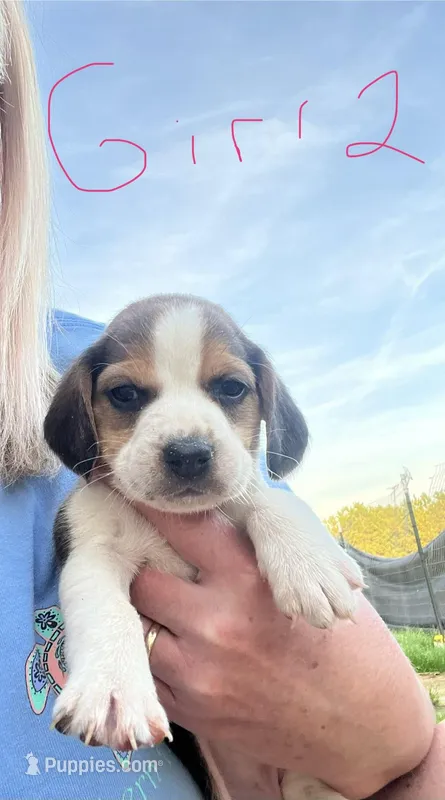 Girl 2 – Beagle puppy for sale in Bishopville, SC