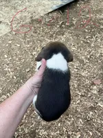 Girl 2, a female Beagle for sale in Bishopville, SC – Photo 2 of 2