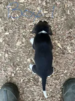 Boy 1, a male Beagle for sale in Bishopville, SC – Photo 3 of 3