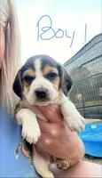 Boy 1, a male Beagle for sale in Bishopville, SC – Photo 2 of 3