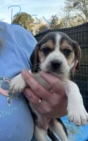 Boy 1, a male Beagle for sale in Bishopville, SC – Photo 1 of 3