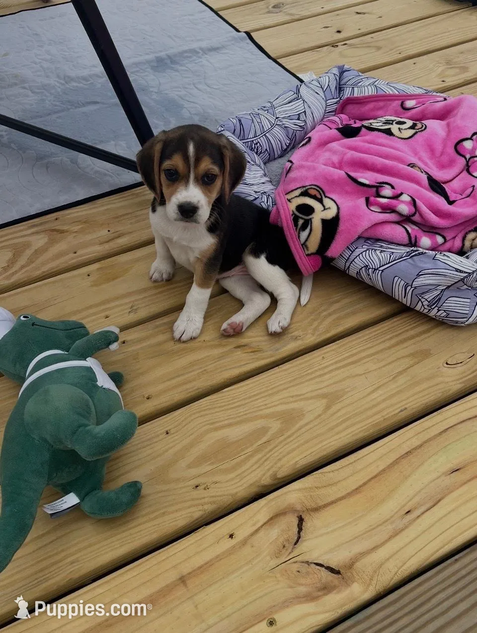 Girl 3 – Beagle puppy for sale in Bishopville, SC