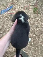 Girl 4, a female Beagle for sale in Bishopville, SC – Photo 2 of 2