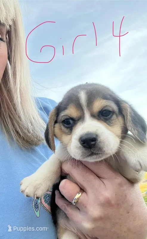 Girl 4 – Beagle puppy for sale in Bishopville, SC