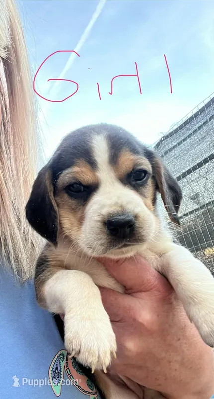 Girl 1 – Beagle puppy for sale in Bishopville, SC