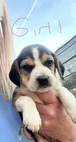 Girl 1, a female Beagle for sale in Bishopville, SC – Photo 1 of 2
