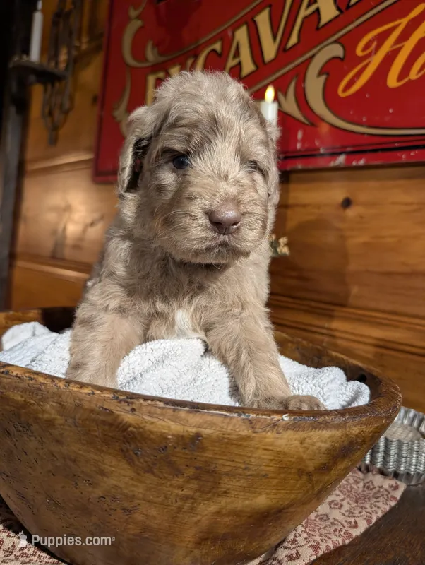 Aaron – Newfypoo puppy for sale in Knoxville, TN