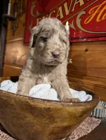 Aaron, a male Newfypoo for sale in Knoxville, TN – 1 of 4