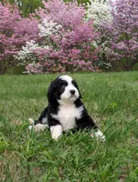 Benjamin, a male Bernedoodle for sale in Knoxville, TN – 3 of 3