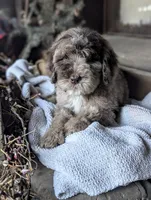 Isaiah, a male Newfypoo for sale in Knoxville, TN – 7 of 10