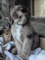 Isaiah, a male Newfypoo for sale in Knoxville, TN – 4 of 10