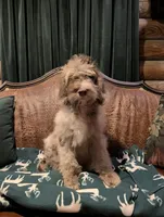 Isaiah, a male Newfypoo for sale in Knoxville, TN – 10 of 10