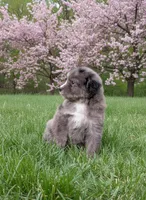 Liberty, a female Bernedoodle for sale in Knoxville, TN – 3 of 3