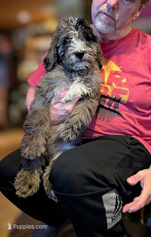 Aaron – Bernedoodle puppy for sale in Knoxville, TN