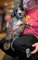 Aaron, a male Bernedoodle for sale in Knoxville, TN – 1 of 1