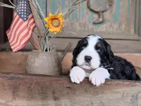 Benjamin, a male Bernedoodle for sale in Knoxville, TN – 1 of 3