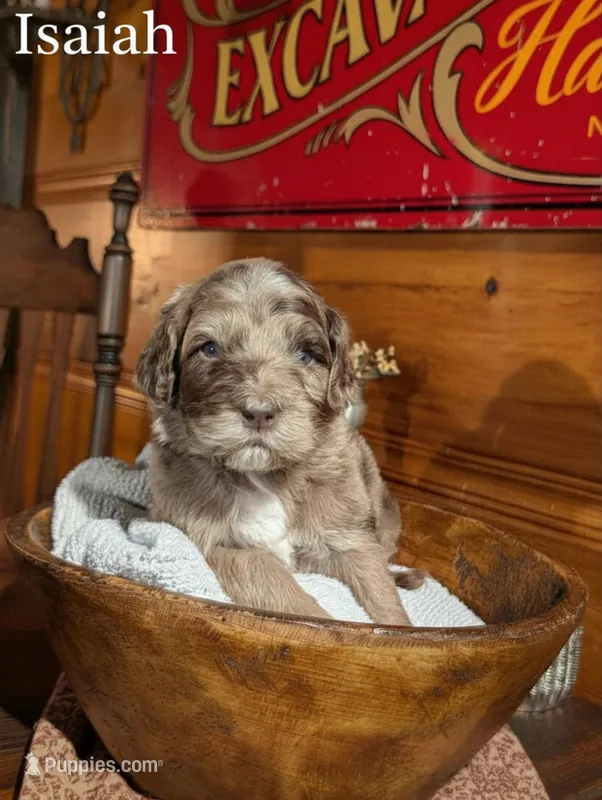 Isaiah – Newfypoo puppy for sale in Knoxville, TN