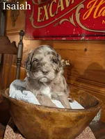 Isaiah, a male Newfypoo for sale in Knoxville, TN – 1 of 10