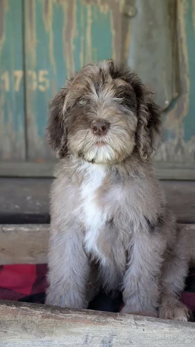 Isaiah, a male Newfypoo for sale in Greeneville, TN – 2 of 2