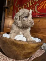 Aaron, a male Newfypoo for sale in Knoxville, TN – 3 of 4