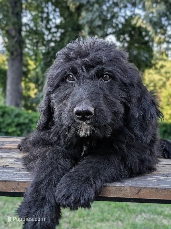 Seth – Bernedoodle puppy for sale in Knoxville, TN