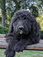 Seth, a male Bernedoodle for sale in Knoxville, TN – 1 of 1