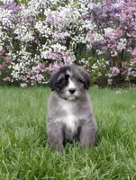 Liberty, a female Bernedoodle for sale in Knoxville, TN – 1 of 3
