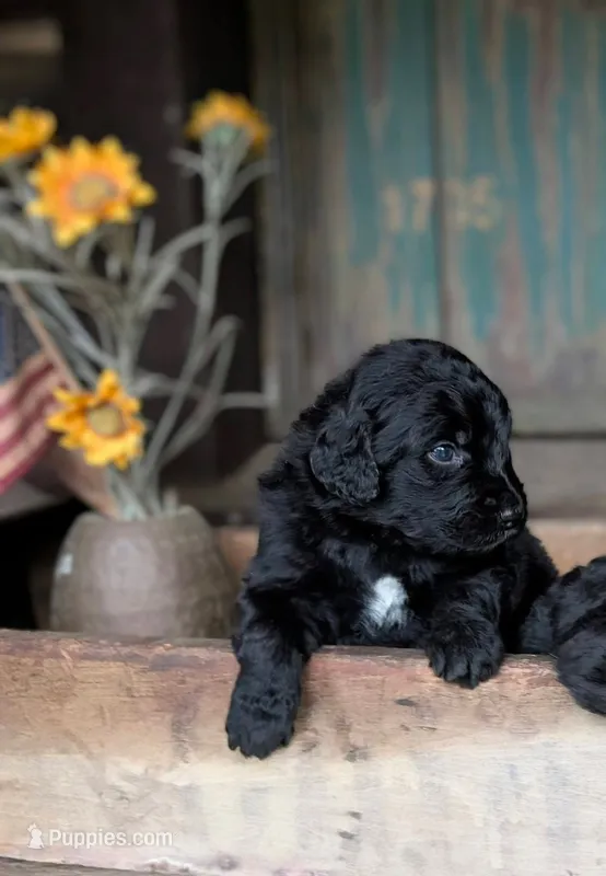 Samuel – Bernedoodle puppy for sale in Knoxville, TN