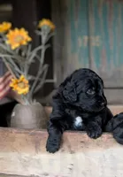 Samuel, a male Bernedoodle for sale in Knoxville, TN – 1 of 1