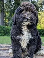 Levi, a male Bernedoodle for sale in Knoxville, TN – 2 of 2