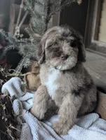 Isaiah, a male Newfypoo for sale in Knoxville, TN – 8 of 10