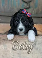 Betsy, a female Bernedoodle for sale in Knoxville, TN – 1 of 1
