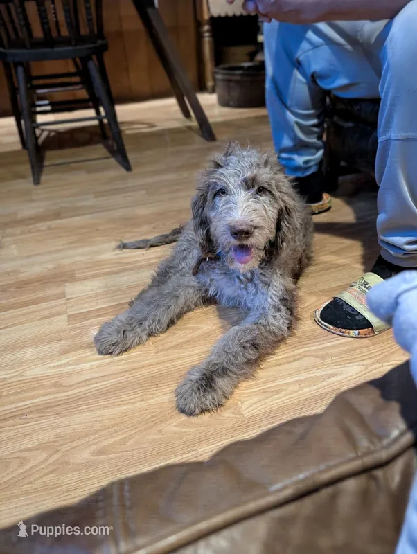 Jacob – Newfypoo puppy for sale in Knoxville, TN