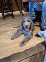 Jacob, a male Newfypoo for sale in Knoxville, TN – 1 of 1