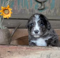 Thomas, a male Bernedoodle for sale in Knoxville, TN – 1 of 1