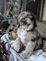 Isaiah, a male Newfypoo for sale in Knoxville, TN – 5 of 10