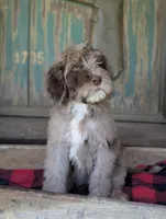Isaiah, a male Newfypoo for sale in Knoxville, TN – 9 of 10