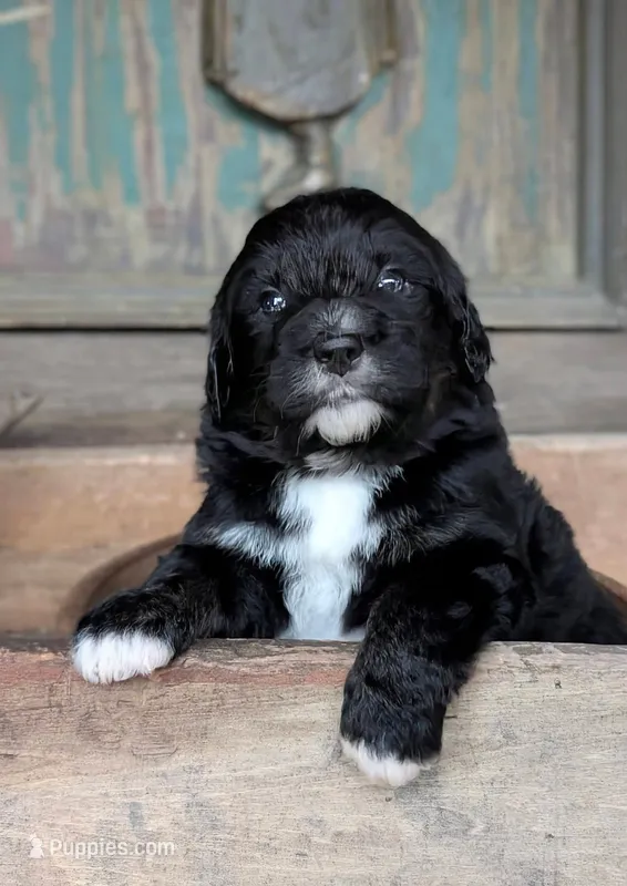 Levi – Bernedoodle puppy for sale in Knoxville, TN