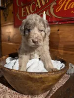 Aaron, a male Newfypoo for sale in Knoxville, TN – 4 of 4