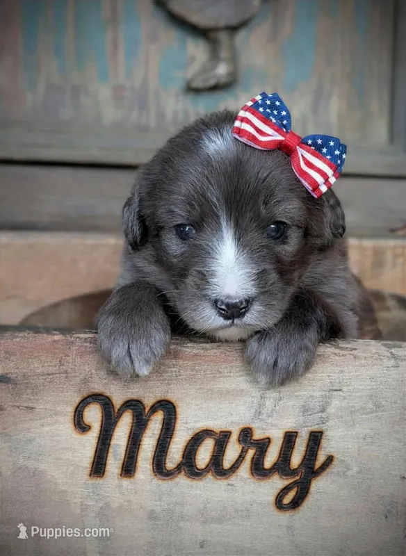 Mary – Bernedoodle puppy for sale in Knoxville, TN