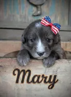 Mary, a female Bernedoodle for sale in Knoxville, TN – 1 of 1
