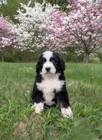 Benjamin, a male Bernedoodle for sale in Knoxville, TN – 2 of 3