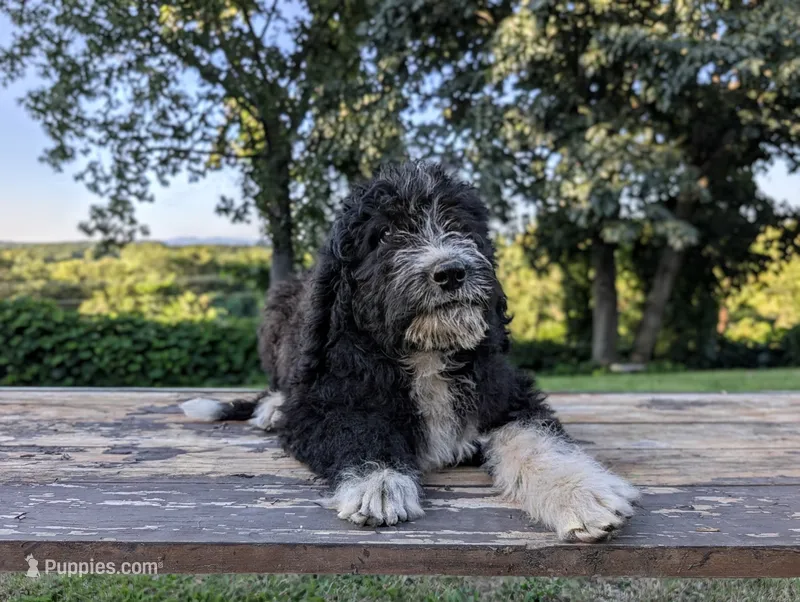 Eva – Bernedoodle puppy for sale in Knoxville, TN