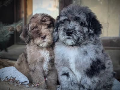 Isaiah, a male Newfypoo for sale in Greeneville, TN – 1 of 2