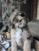 Isaiah, a male Newfypoo for sale in Knoxville, TN – 2 of 10