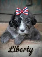 Liberty, a female Bernedoodle for sale in Knoxville, TN – 2 of 3
