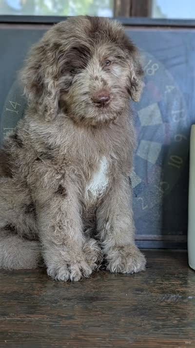 Aaron, a male Newfypoo for sale in Greeneville, TN – 1 of 1