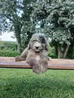 Aaron, a male Bernedoodle for sale in Knoxville, TN – 2 of 2